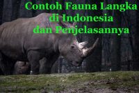 Fauna Langka di Indonesia
