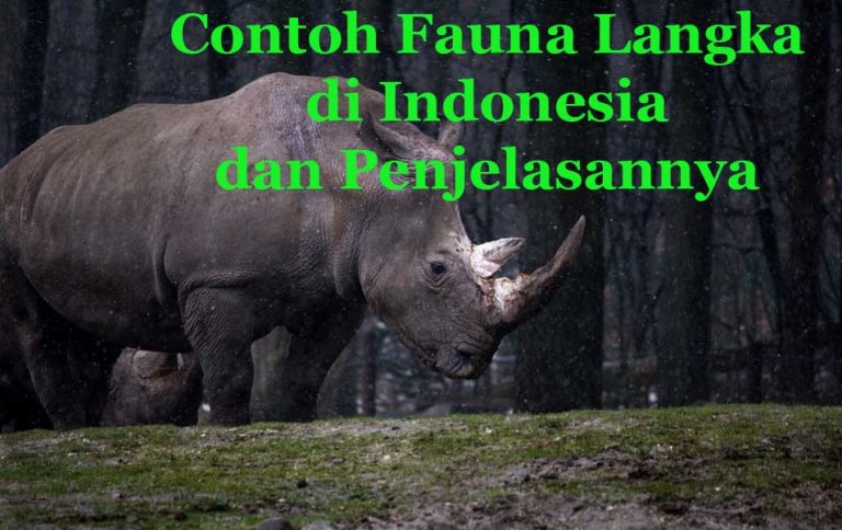   12 Contoh Fauna  Langka di Indonesia dan Penjelasannya 