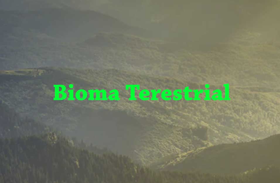 Bioma Terestrial