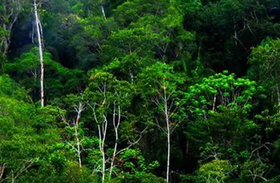 Persebaran Bioma Hujan Tropis
