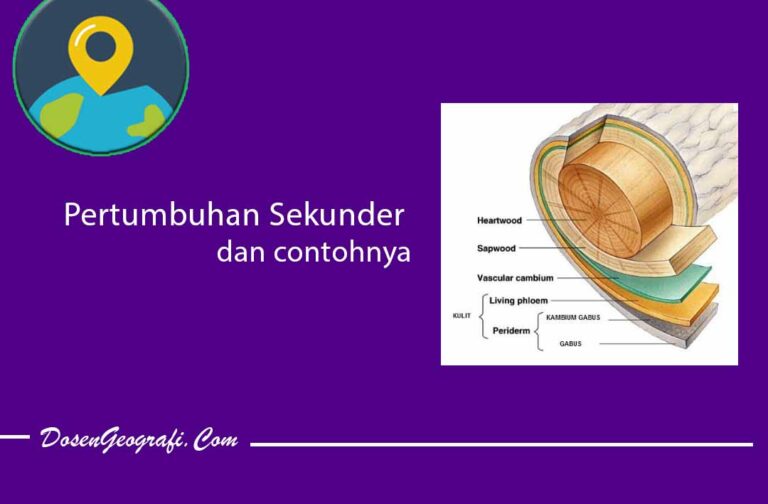 Pengertian Pertumbuhan Sekunder Dan Contohnya